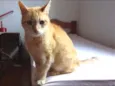 Gato raça Sem raça idade 6 ou mais anos nome Mitchan