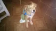 Bolinha