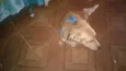 Bolinha