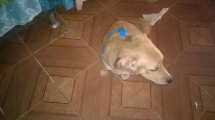 Cachorro ra a Indefinida idade 2 a 6 meses nome Bolinha