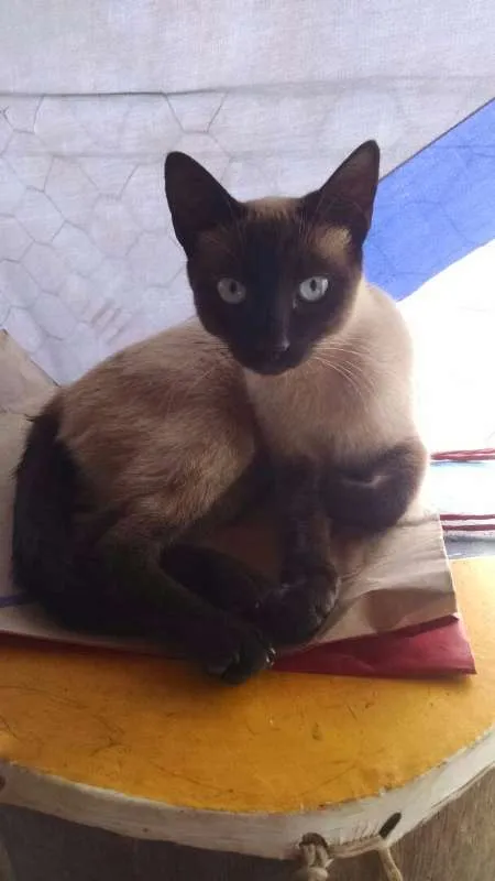 Gato ra a  idade 2 a 6 meses nome sem nome