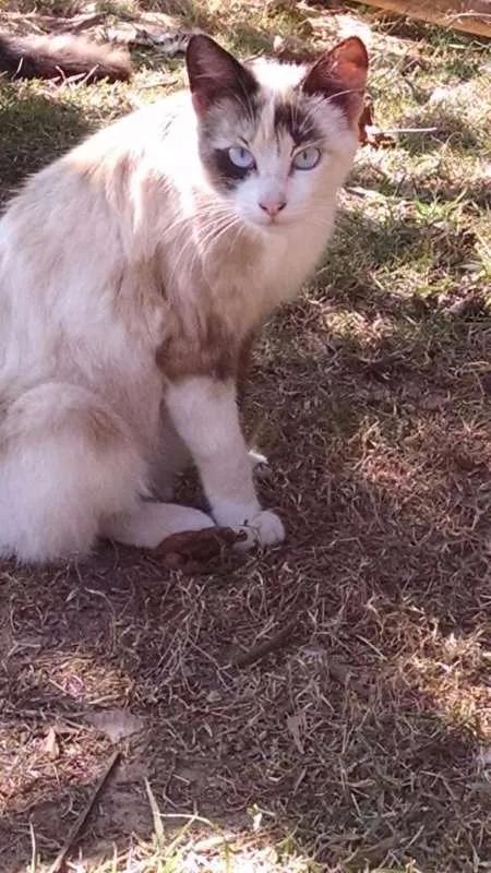 Gato ra a  idade 2 a 6 meses nome sem nome