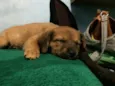 Frida