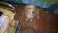 Bolinha
