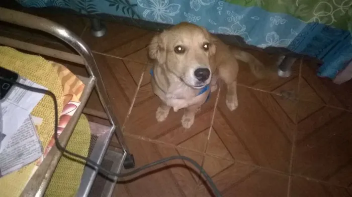 Cachorro ra a Indefinida idade 2 a 6 meses nome Bolinha
