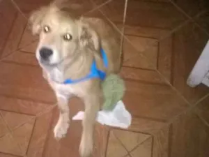 Cachorro raça Indefinida idade 2 a 6 meses nome Bolinha
