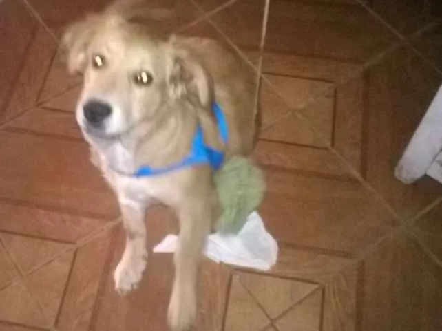 Cachorro ra a Indefinida idade 2 a 6 meses nome Bolinha
