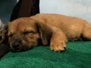 Cachorro raça Vira lata  idade Abaixo de 2 meses nome Frida