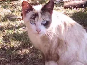 Gato raça  idade 2 a 6 meses nome sem nome