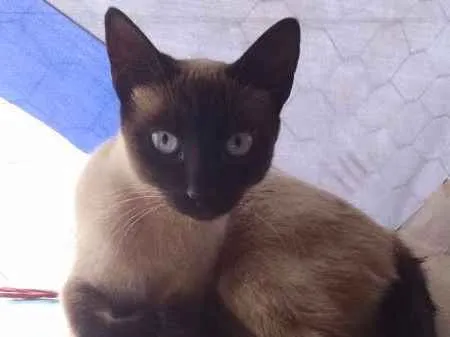 Gato ra a  idade 2 a 6 meses nome sem nome