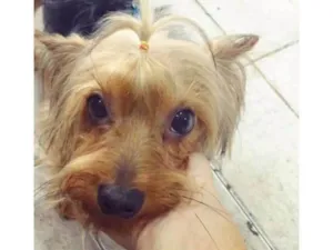 Cachorro raça Yorkshire idade 1 ano nome Aquiles