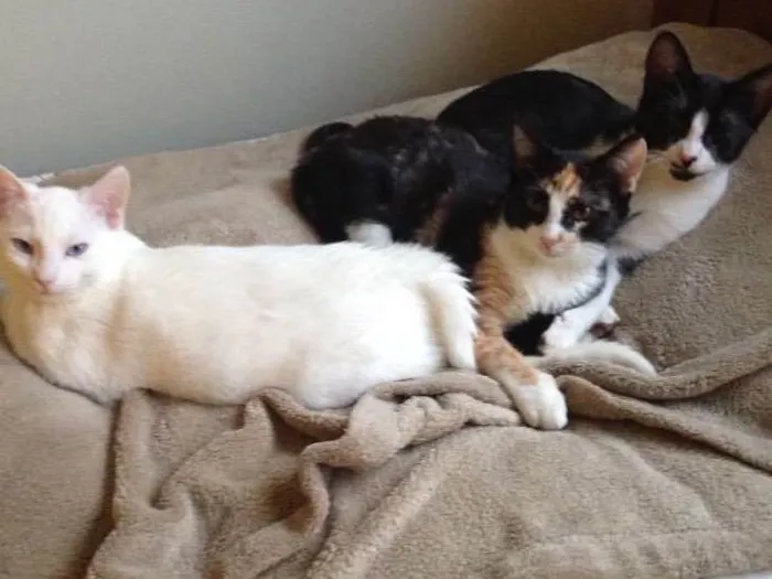 Gato ra a Vira lata idade 2 a 6 meses nome Sem nome