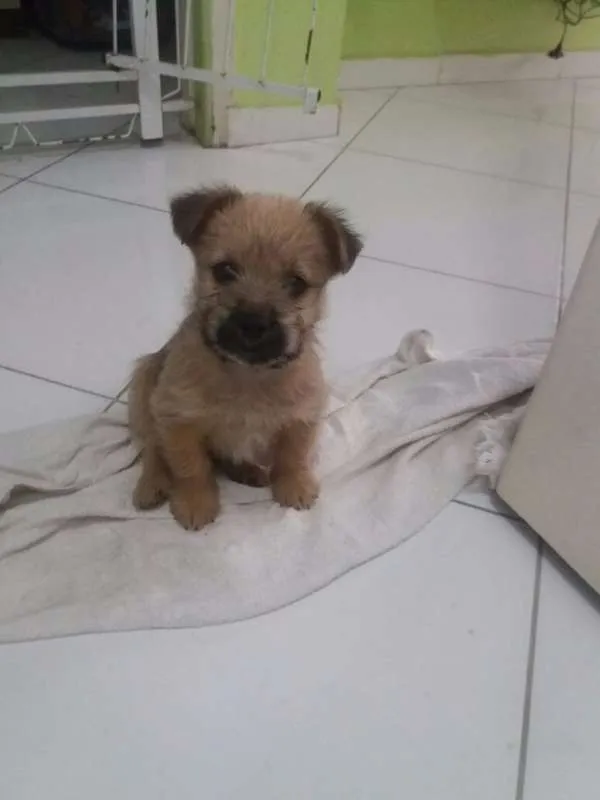 Cachorro ra a SRD idade 7 a 11 meses nome sem nome