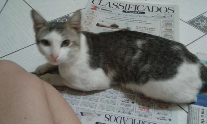 Gato ra a SRD idade 2 anos nome Amiguinho