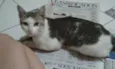 Amiguinho