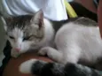 Amiguinho