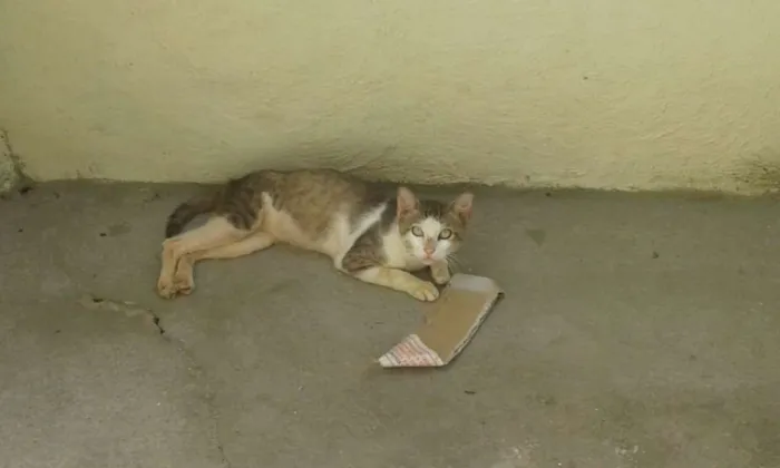 Gato ra a SRD idade 2 anos nome Amiguinho