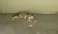 Amiguinho
