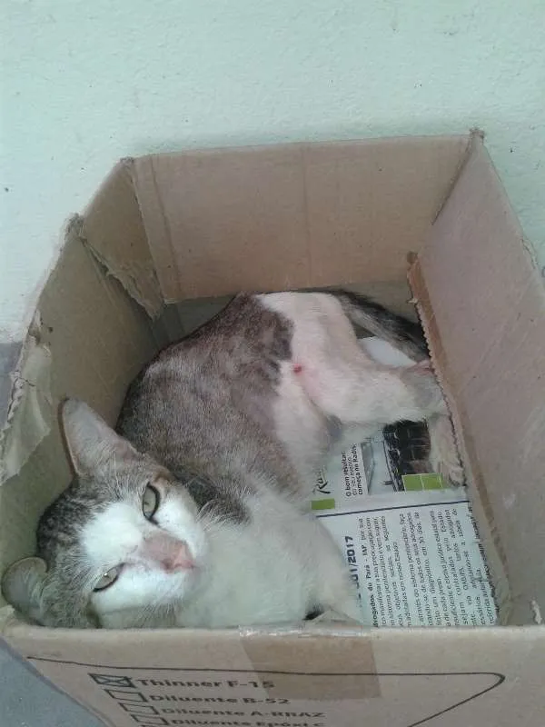 Gato ra a SRD idade 2 anos nome Amiguinho