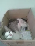 Amiguinho