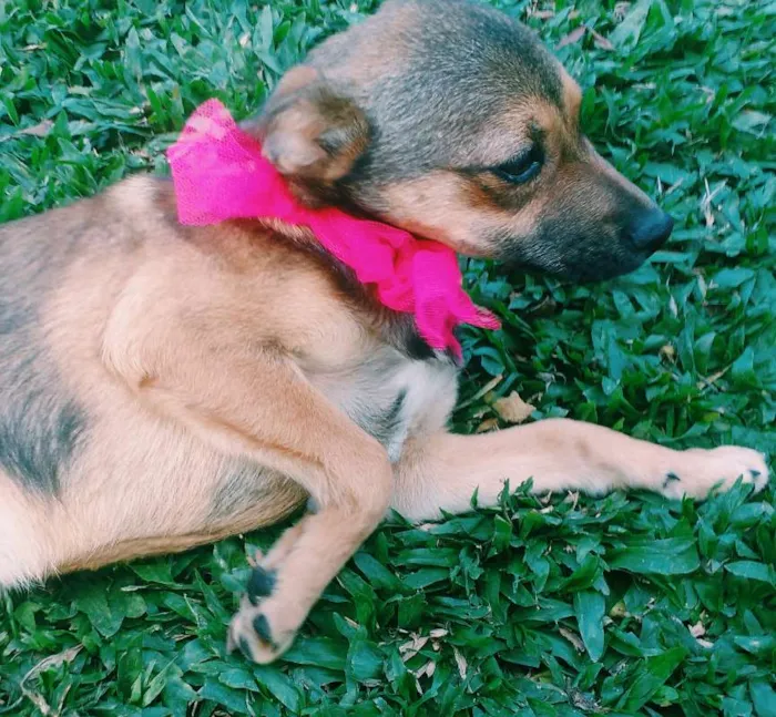 Cachorro ra a SRD idade 2 a 6 meses nome Paçoca