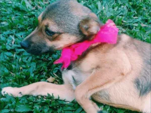 Cachorro raça SRD idade 2 a 6 meses nome Paçoca