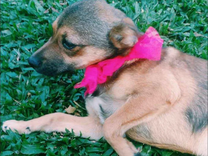 Cachorro ra a SRD idade 2 a 6 meses nome Paçoca