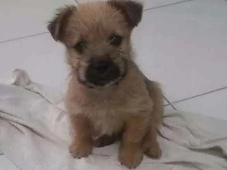 Cachorro ra a SRD idade 7 a 11 meses nome sem nome