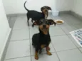 Tina e Lica