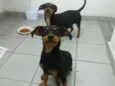 Tina e Lica