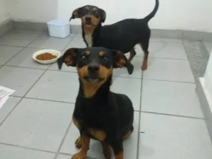 Cachorro raça Daschund idade 2 anos nome Tina e Lica