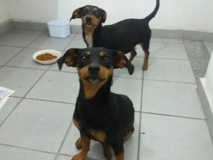 Cachorro ra a Daschund idade 2 anos nome Tina e Lica