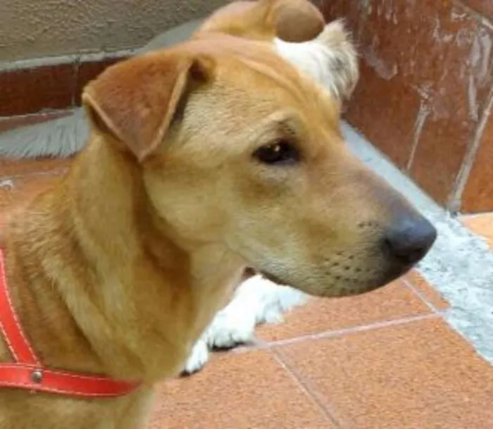 Cachorro ra a Srd idade 7 a 11 meses nome Mila