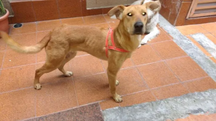 Cachorro ra a Srd idade 7 a 11 meses nome Mila
