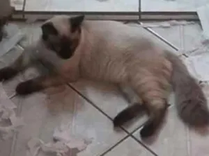 Gato raça Siames idade 1 ano nome Ruan