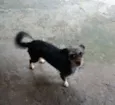 Mel