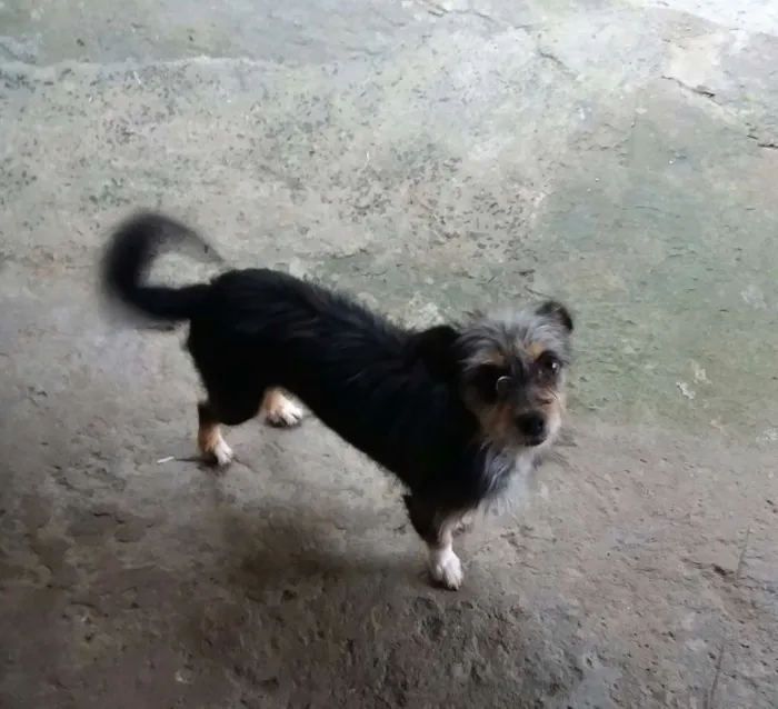 Cachorro ra a Vira-lata idade 3 anos nome Mel