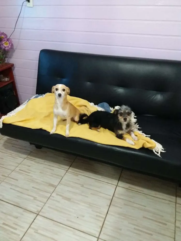 Cachorro ra a Vira-lata idade 3 anos nome Mel