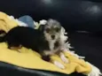 Mel