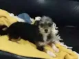 Mel