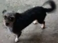 Mel
