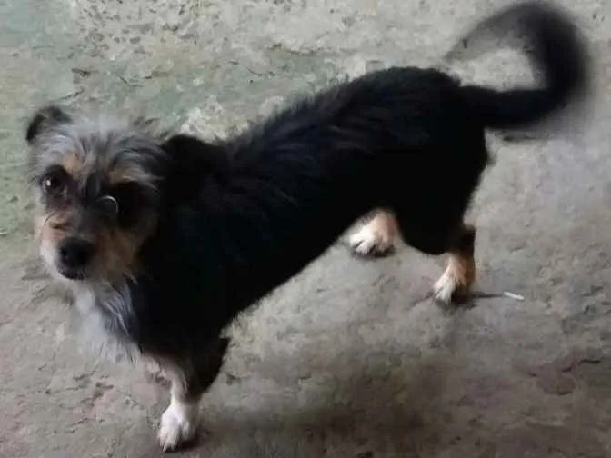 Cachorro ra a Vira-lata idade 3 anos nome Mel