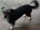 Cachorro raça Vira-lata idade 3 anos nome Mel