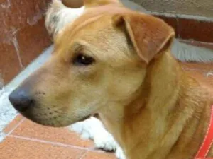 Cachorro raça Srd idade 7 a 11 meses nome Mila