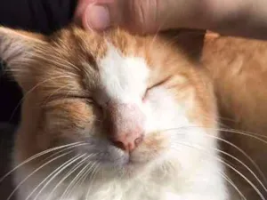 Gato raça SRD idade 1 ano nome Tails