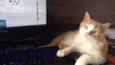Tails