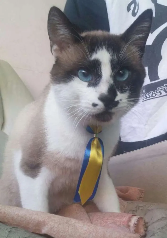 Gato ra a Srd idade 7 a 11 meses nome Bob