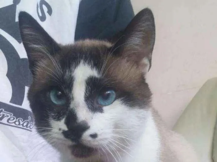 Gato ra a Srd idade 7 a 11 meses nome Bob