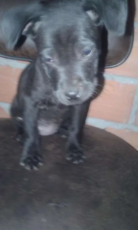 Cachorro ra a vira lata idade 2 a 6 meses nome sem nome