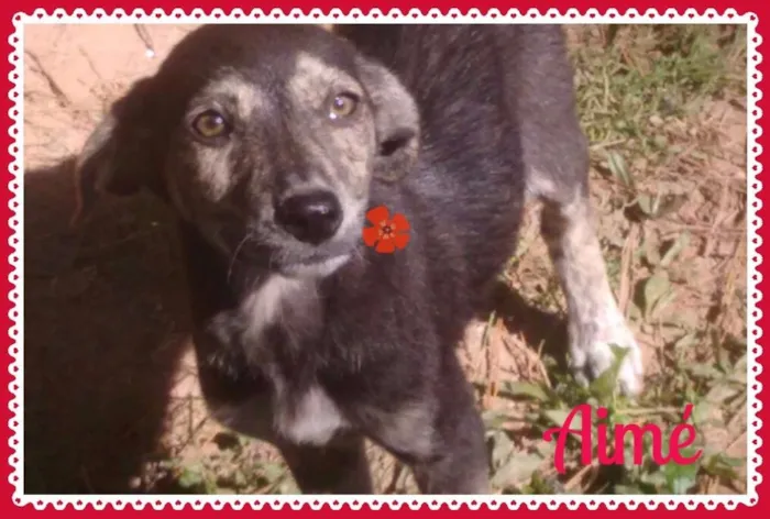 Cachorro ra a SRD idade 2 a 6 meses nome Bebês Fêmeas